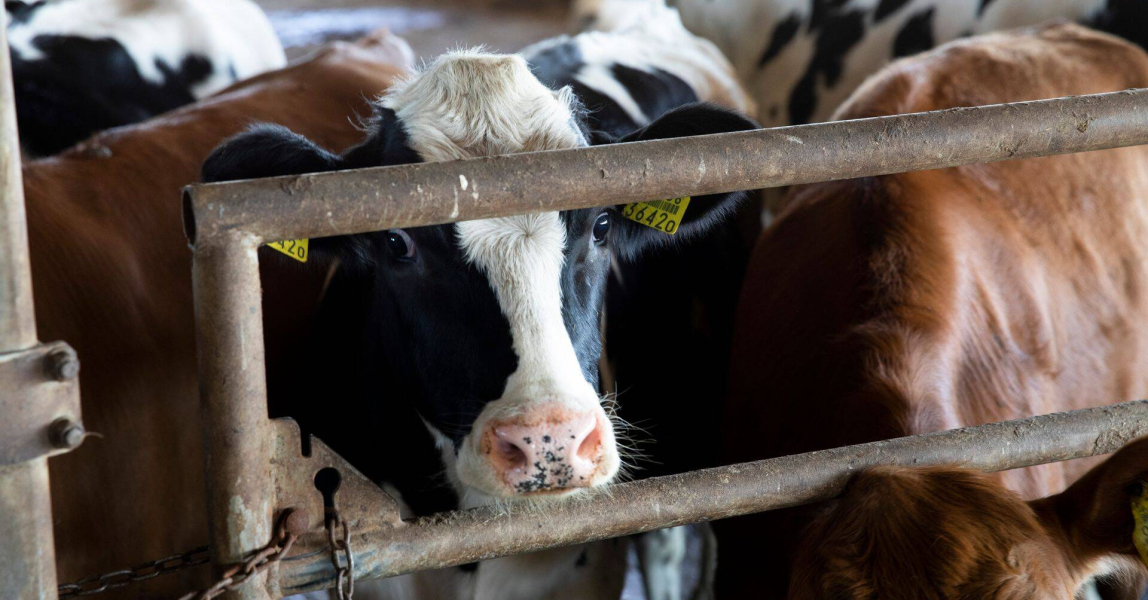 Просчёт властей или «пятая колонна»: что известно об убое скота в Сибири