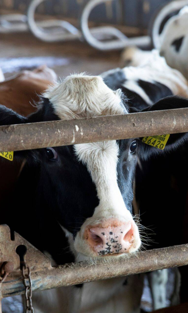 Просчёт властей или «пятая колонна»: что известно об убое скота в Сибири